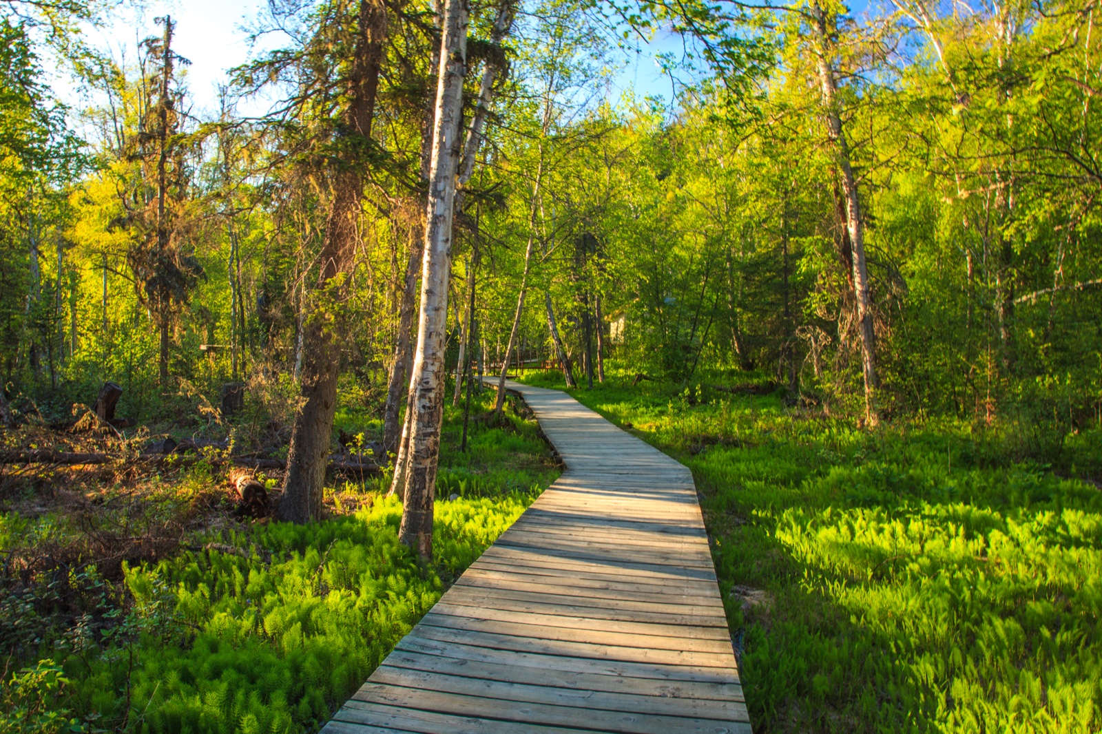 Liard River Hot Springs